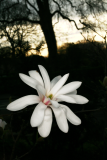 Magnolia stellata RCP4-10 123.jpg